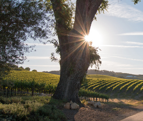 Sun hides behind the trunk of an oak tree alongside a Paso Robles winery road