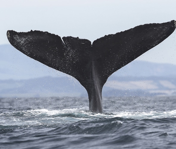 Whale Watching in Northern California and Oregon