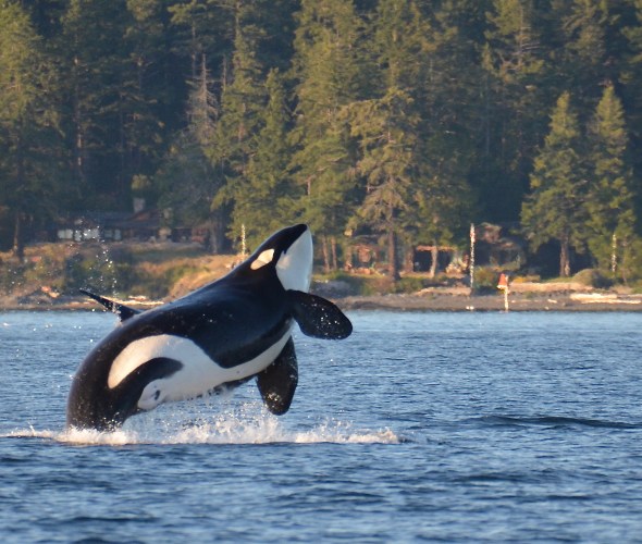 9 Places to See Whales Along the West Coast