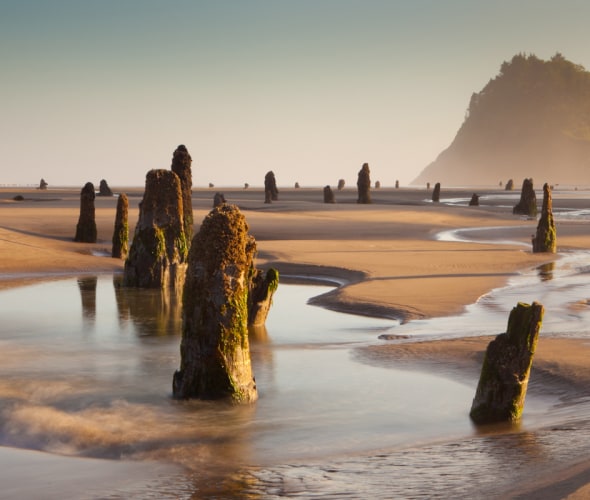 Low tide reveals stumps on Neskowin Beach, Oregon, picture