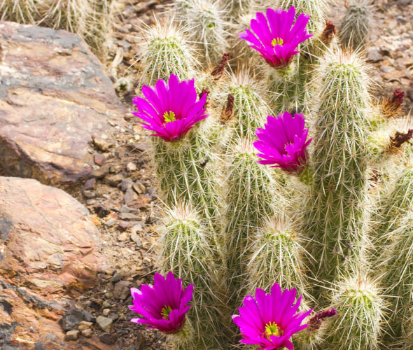 Purple Scarlet Hedgehog cactus blooms, picture