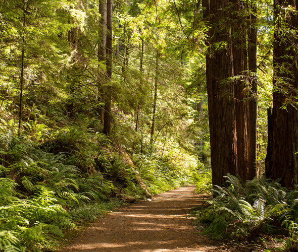 trail through redwoods in Mendocino, California