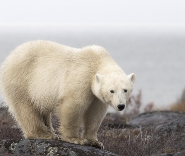 Polar Animal Encounters