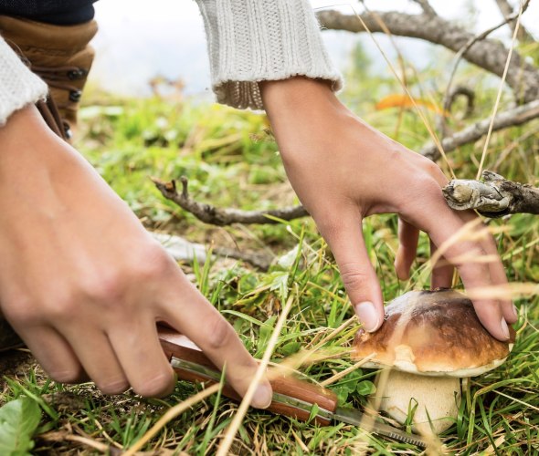 picture of a woman foraging a porcini mushroom in a forest