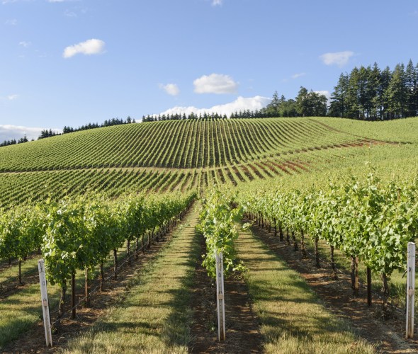 grapevines on a hillside in Western Oregon, picture