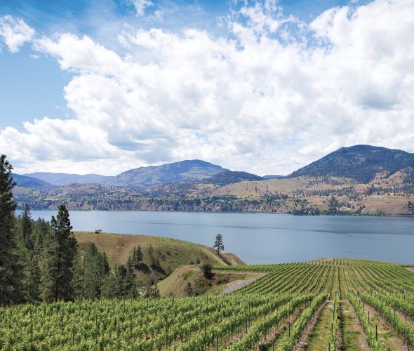 view across vineyard towards Okanagan Lake in British Columbia, Canada, picture