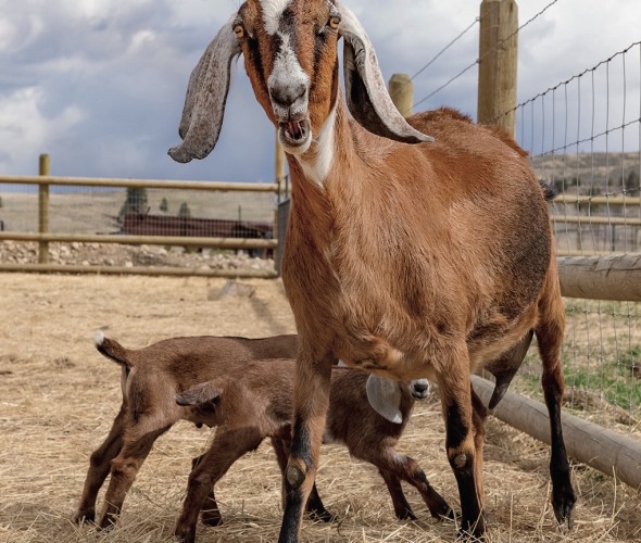 a mother goat with her baby at ABC Acres, picture