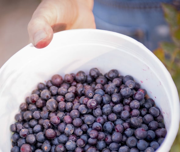 bucket of hand-picked huckleberries harvested from Gifford Pinchot National Forest in Washington, picture