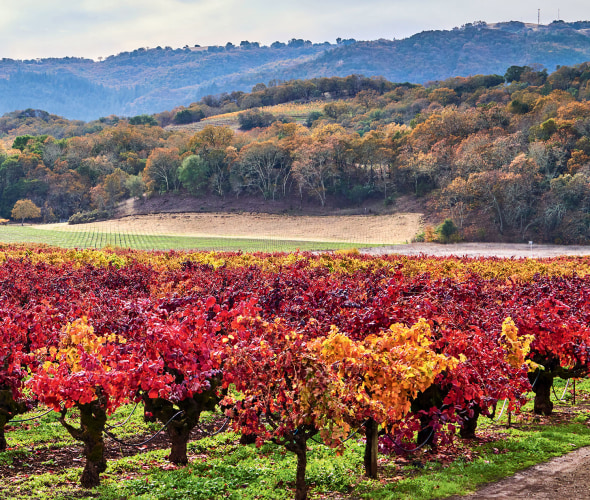 vineyard in orange and red fall colors at Pagani Ranch in California's Napa Valley, picture