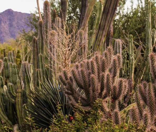 organ pipes rise up in the background of the scenic landscape at Desert Botanical Garden