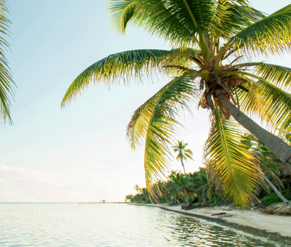 palm trees lean at water's edge in Ambergris Caye, Belize