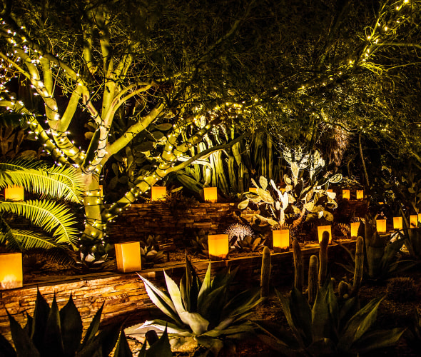 Flickering luminarias along a path in the Desert Botanical Garden in Phoenix