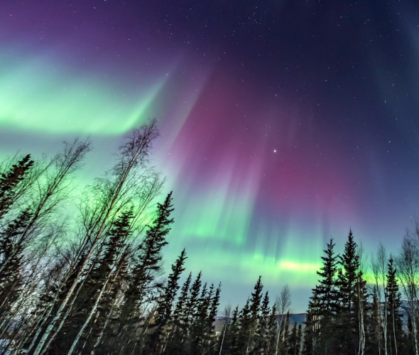 Northern lights above the trees in Fairbanks, Alaska.