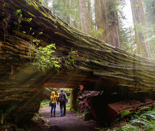 AAA Members hike through a massive tree trunk in Redwood National and State Parks.