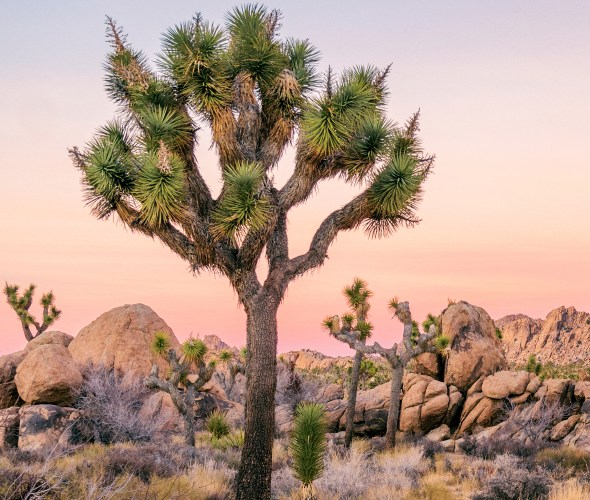Complete Guide to Joshua Tree National Park