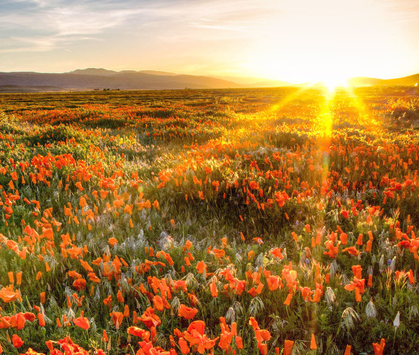 Large field of poppies at the Antelope Valley California Poppy Reserve, California at sunset.
