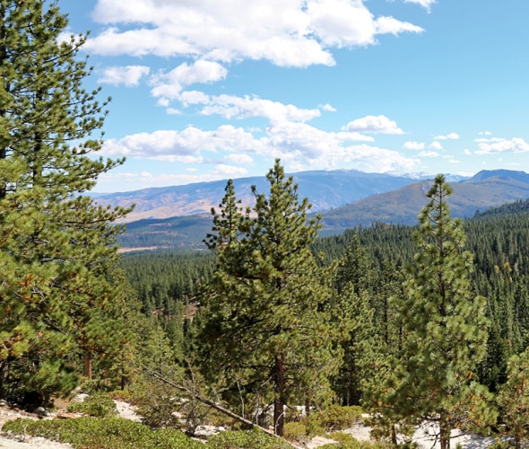 Ponderosa and Jeffrey pines in Crystal Peak Park, Verdi, Nevada