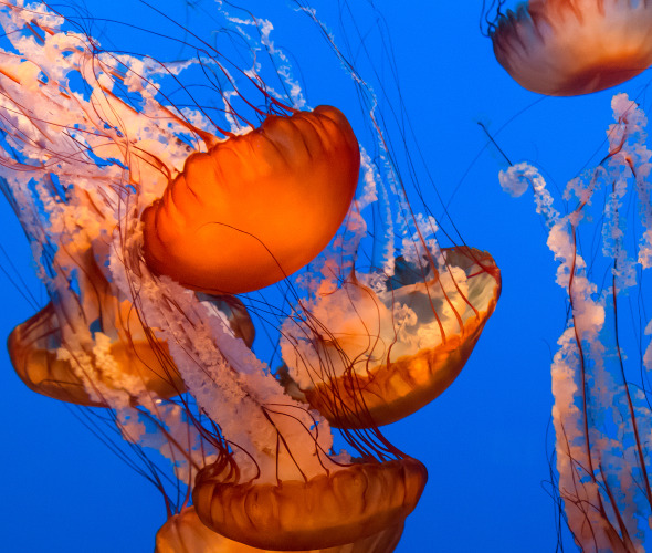 Sea Nettle Jellyfish on a blue background.