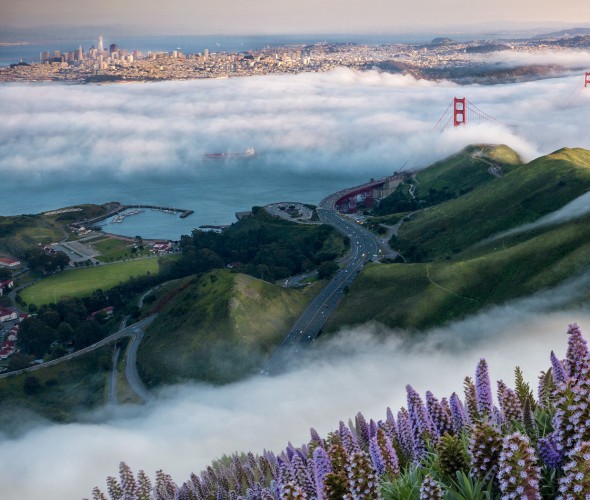 panoramic sunset view over purple echium blooms and Marin Headlands, in foreground, as the towers of Golden Gate poke through enveloping afternoon fog with San Francisco skyline on horizon