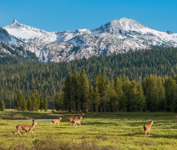 deer prance through Tuolumne Meadows in Yosemite National Park as the Cathedral Range looms in background