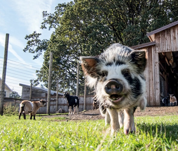 Petunia the pig greets visitors at Rosse Posse Acres in Molalla, Oregon
