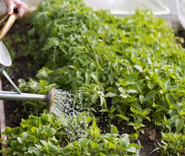 A gardener waters their plants with a watering can.