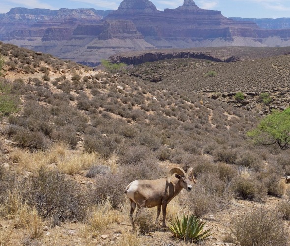 Where to See Arizona's Wondrous Wildlife