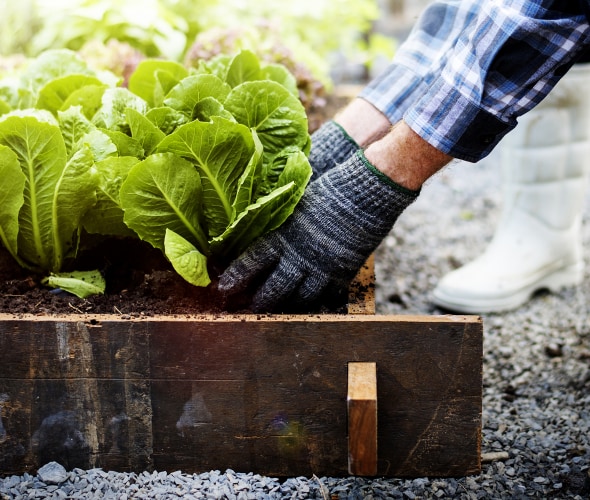 Step-By-Step Guide to Starting a Vegetable Garden