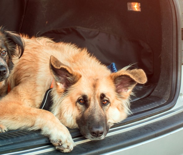 How to Keep Your Car Clean with Pets