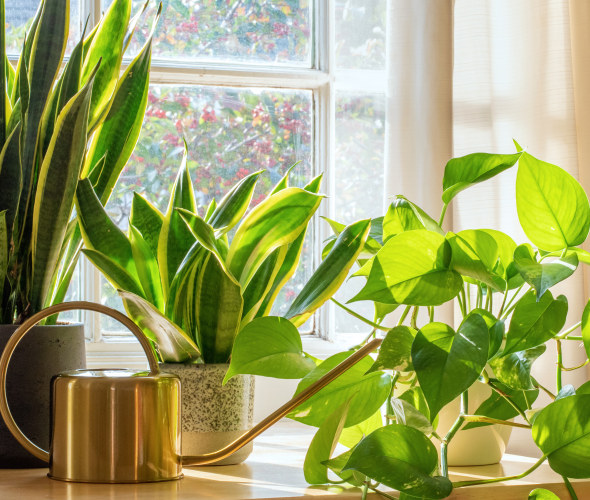 Houseplants on a table in the sun.