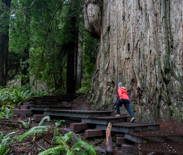 A woman hikes on an elevated boardwalk in the Grove of the Titans at Jedediah Smith Redwoods State Park.