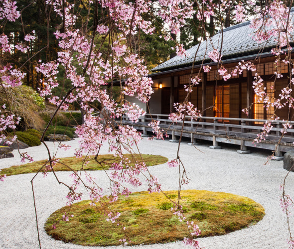 Blooming weeping cherry tree in the Portland Japanese Garden.