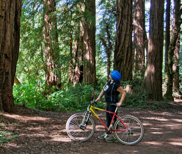 A mountain biker among the trees in Rancho del Oso.