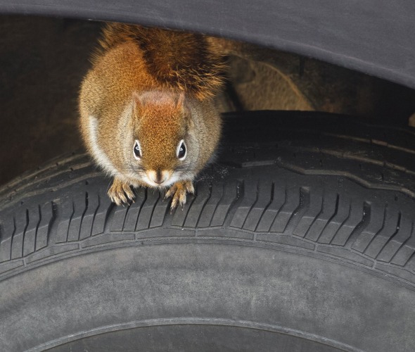 Eastern Grey Squirrel sitting on vehicle tire.