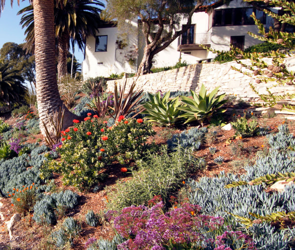 Drought-tolerant garden on the California coast.