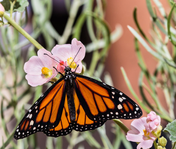 A monarch butterfly rests on a pink flower.