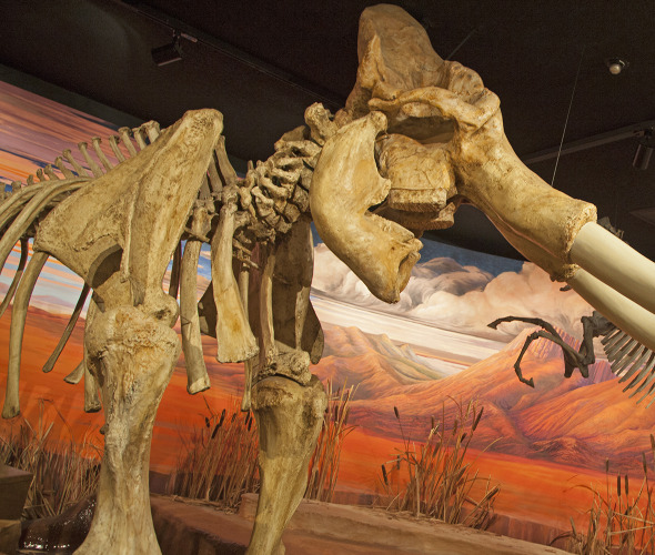 Columbian mammoth on exhibit the Nevada State Museum in Carson City, photo