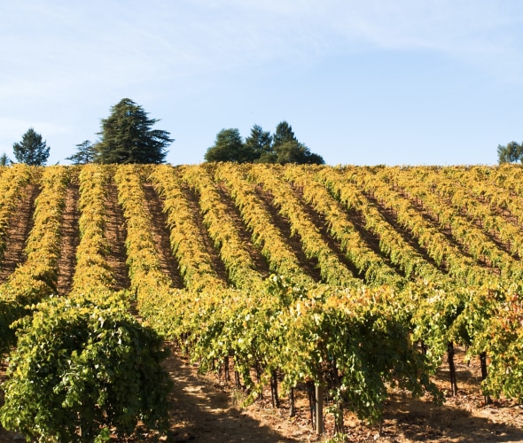 Best Healdsburg Wineries for Beginners