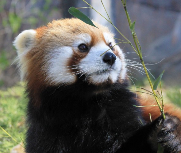 A red panda eats a piece of bamboo.