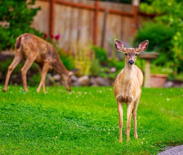 Deer eat grass in a suburban garden.
