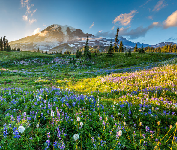 10 Best Places to See Alpine Wildflowers in the West