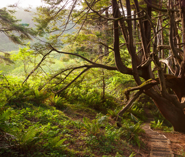 A trail winds through the trees to Shady Dell in Mendocino, California.