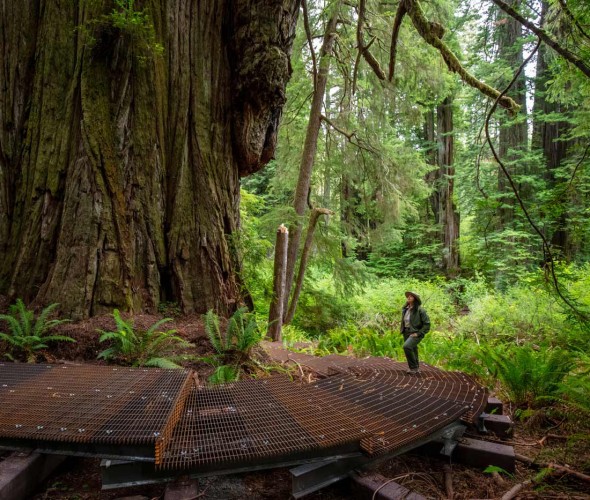 A ranger walks the Grove of the Titans trail boardwalk in Jedediah Smith Redwoods State Park