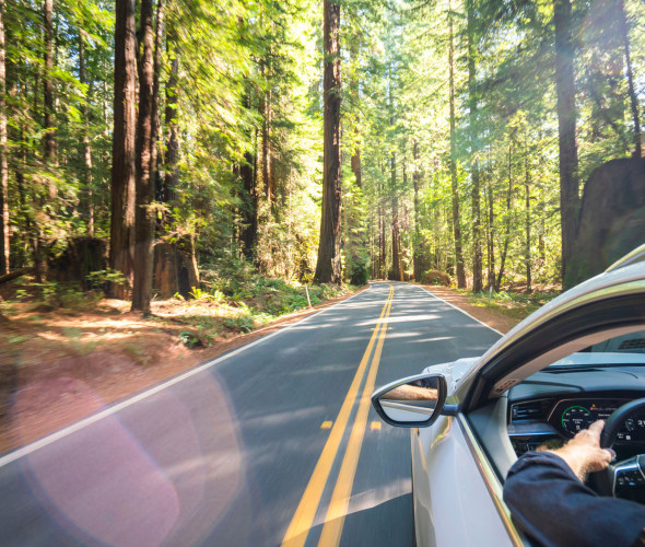An EV drives down the Avenue of the Giants in California.