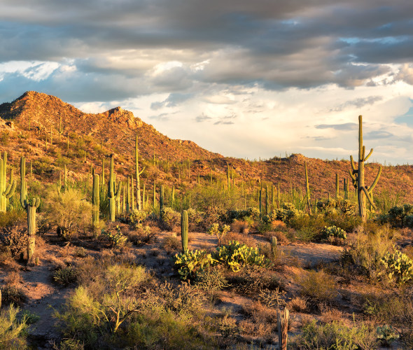 Complete Guide to Saguaro National Park