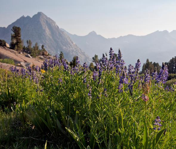 Lupines blooming on Darwin Bench in Kings Canyon National Park, California.