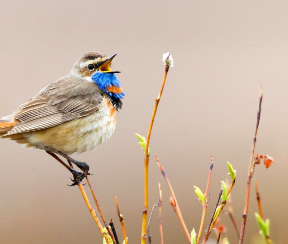 8 Best Places to Go Bird-Watching in the West