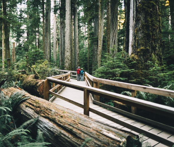 Hikers on a boardwalk in Cathedral Grove in MacMillan Provincial Park on Victoria Island.