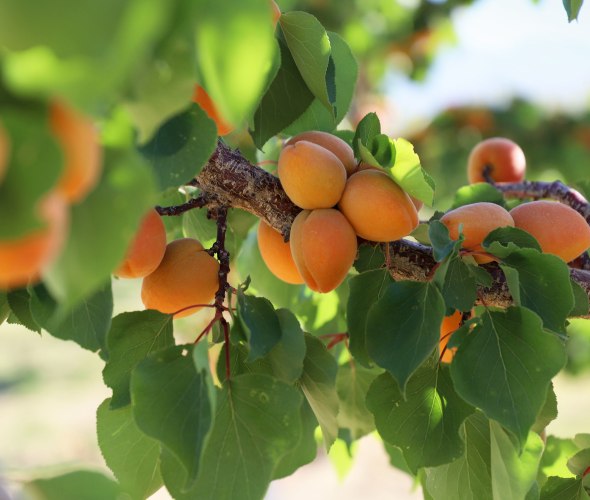 Ripe orange-pink apricots on the tree at Gilcrease Orchard. 
