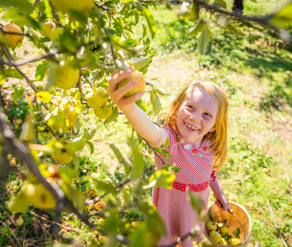 A girl picks apples at 24 Carrot Farms in Placerville, California.